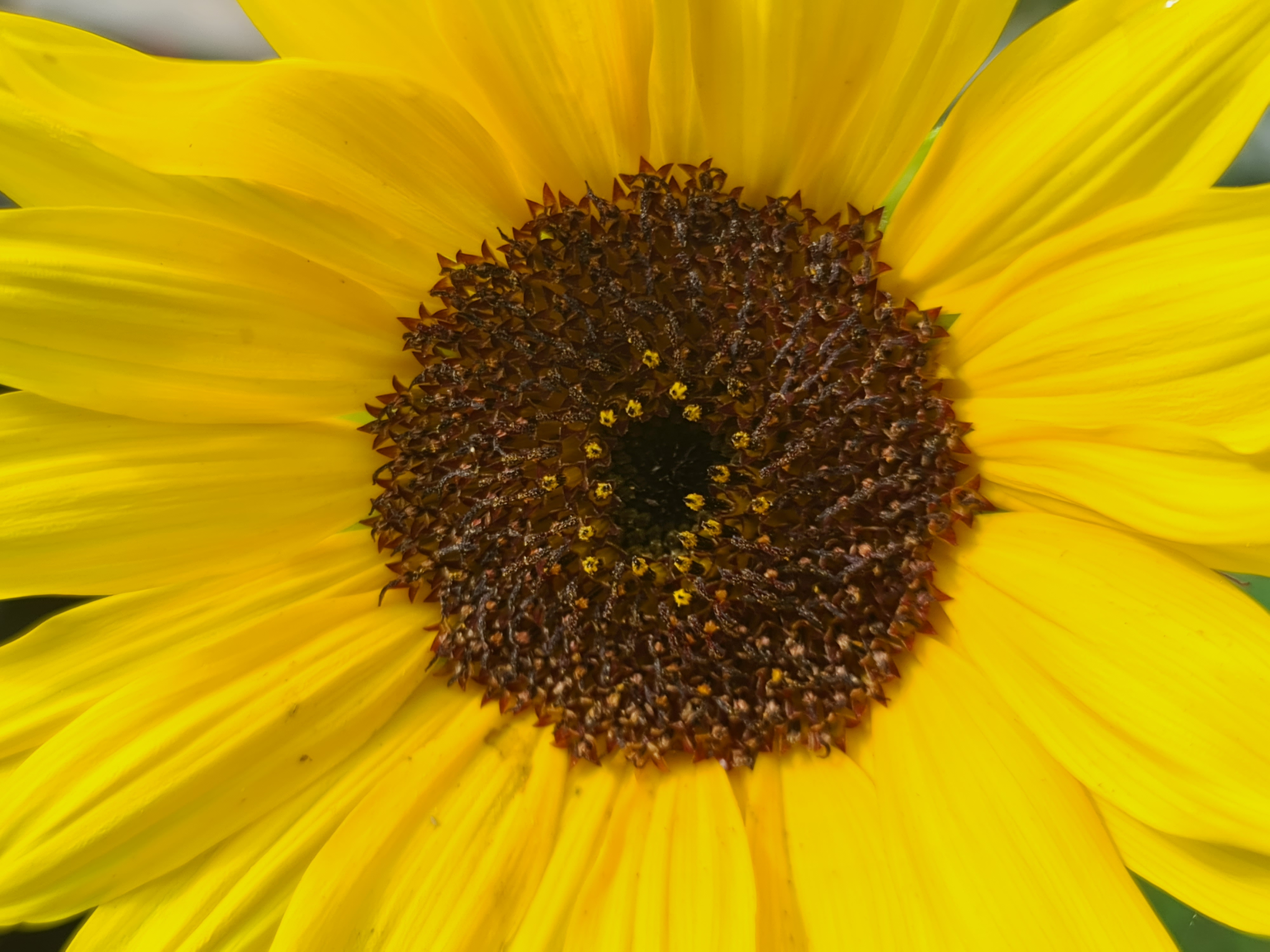 Naturfoto: Blume Makro