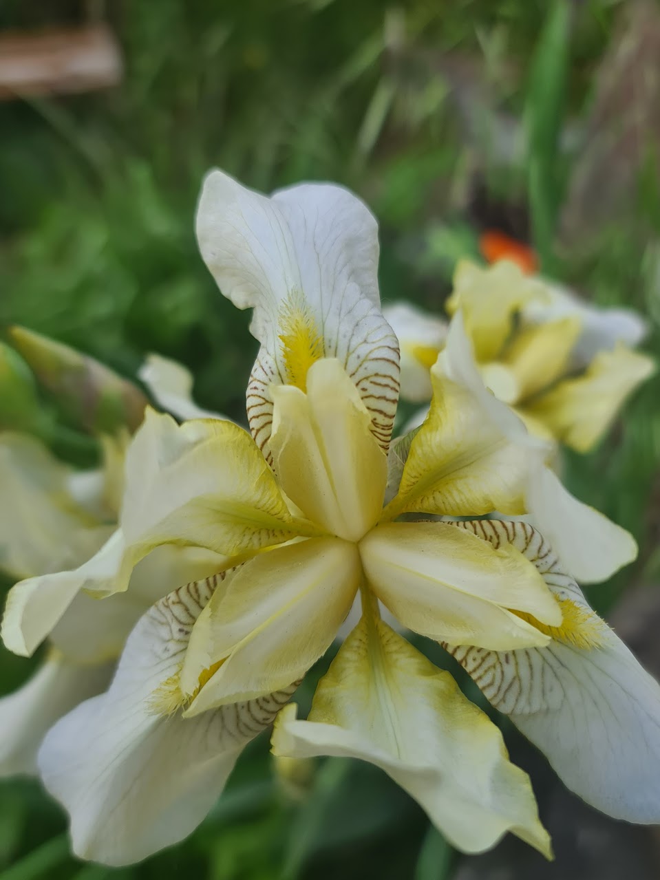 Naturfoto: Blume Makro