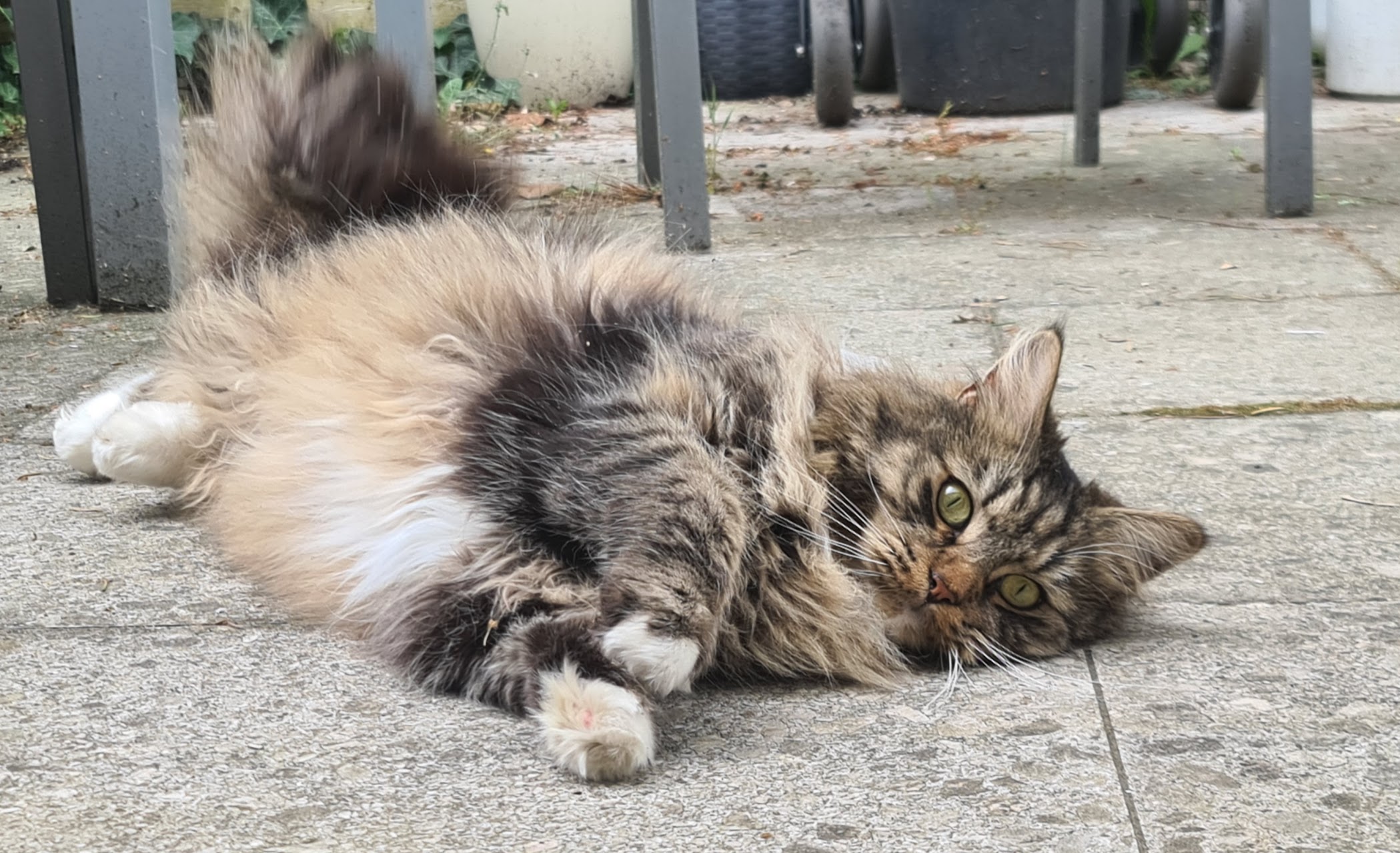 Tierfoto: Hades